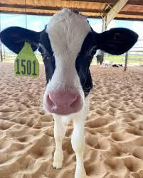 Adopt a Cow