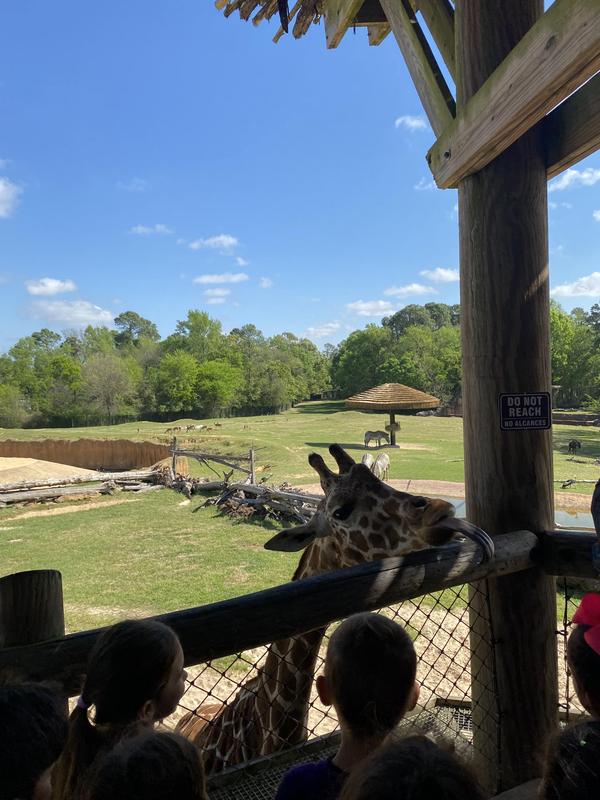 PreK and Kinder at the zoo.