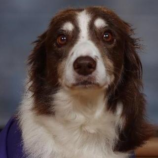 DustieDill's Profile Photo
