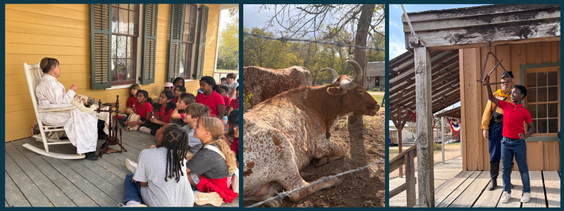 A farm volunteer demonstrates spinning, longhorn cows lay down in the dappled sunlight, and a student tries out a large triangle, which would have been used to catch the attention of people outside.