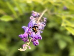 purplebee.jpg