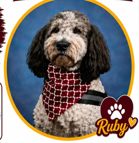 Ruby, our therapy dog with a bandana on