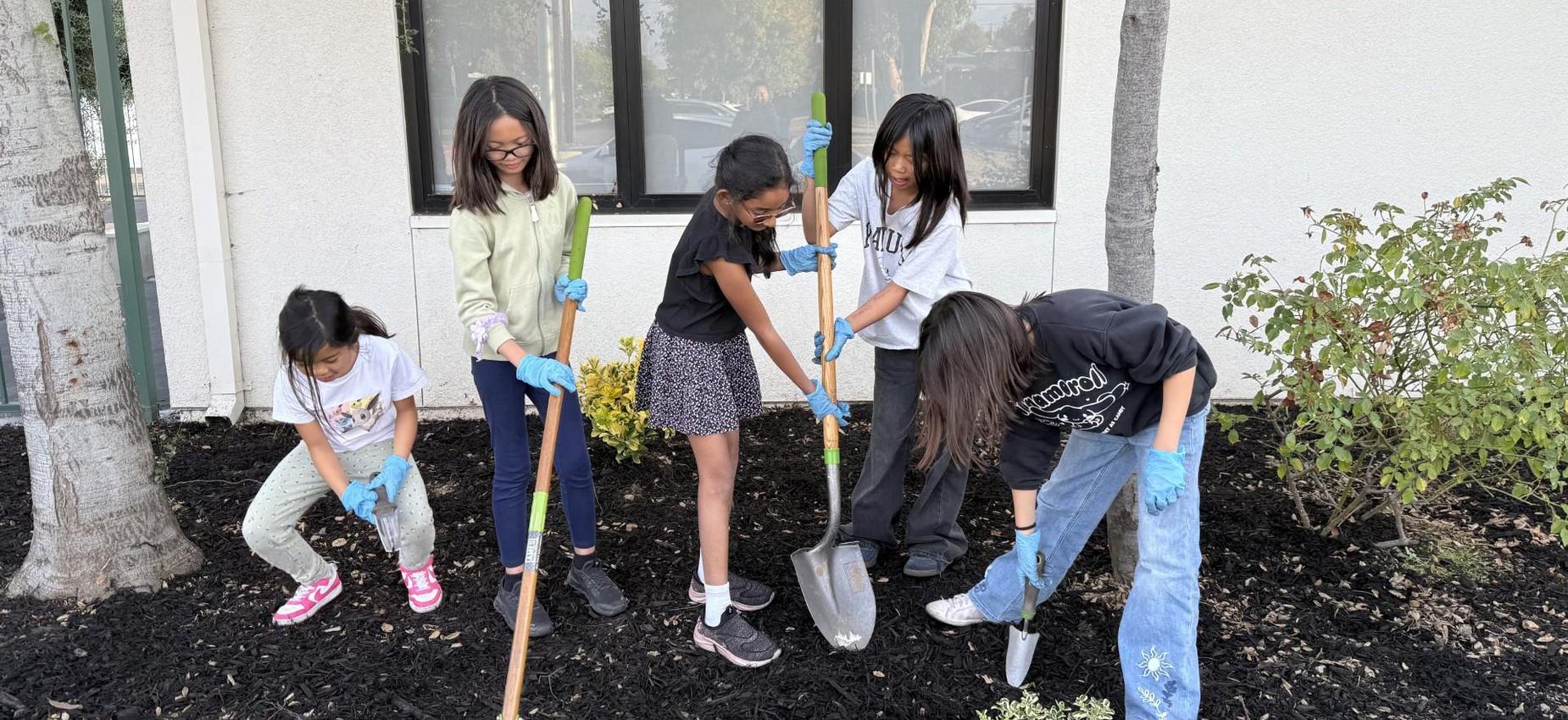 Five girls digging and planting in a garden at school.