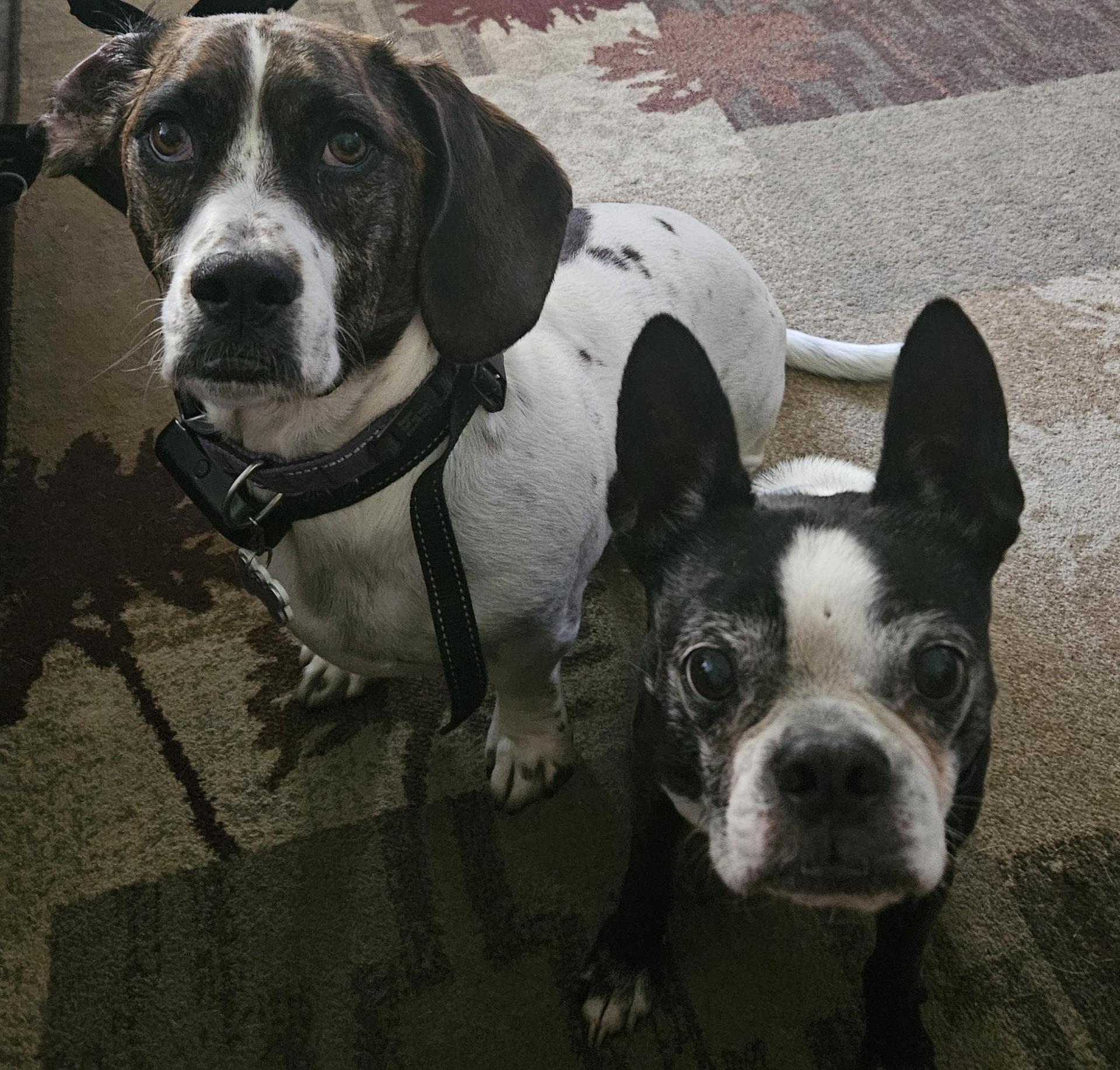 Dogs