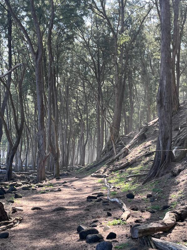 Hawaiian Forest Trail