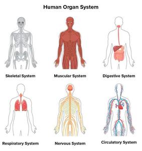 Human Body Systems