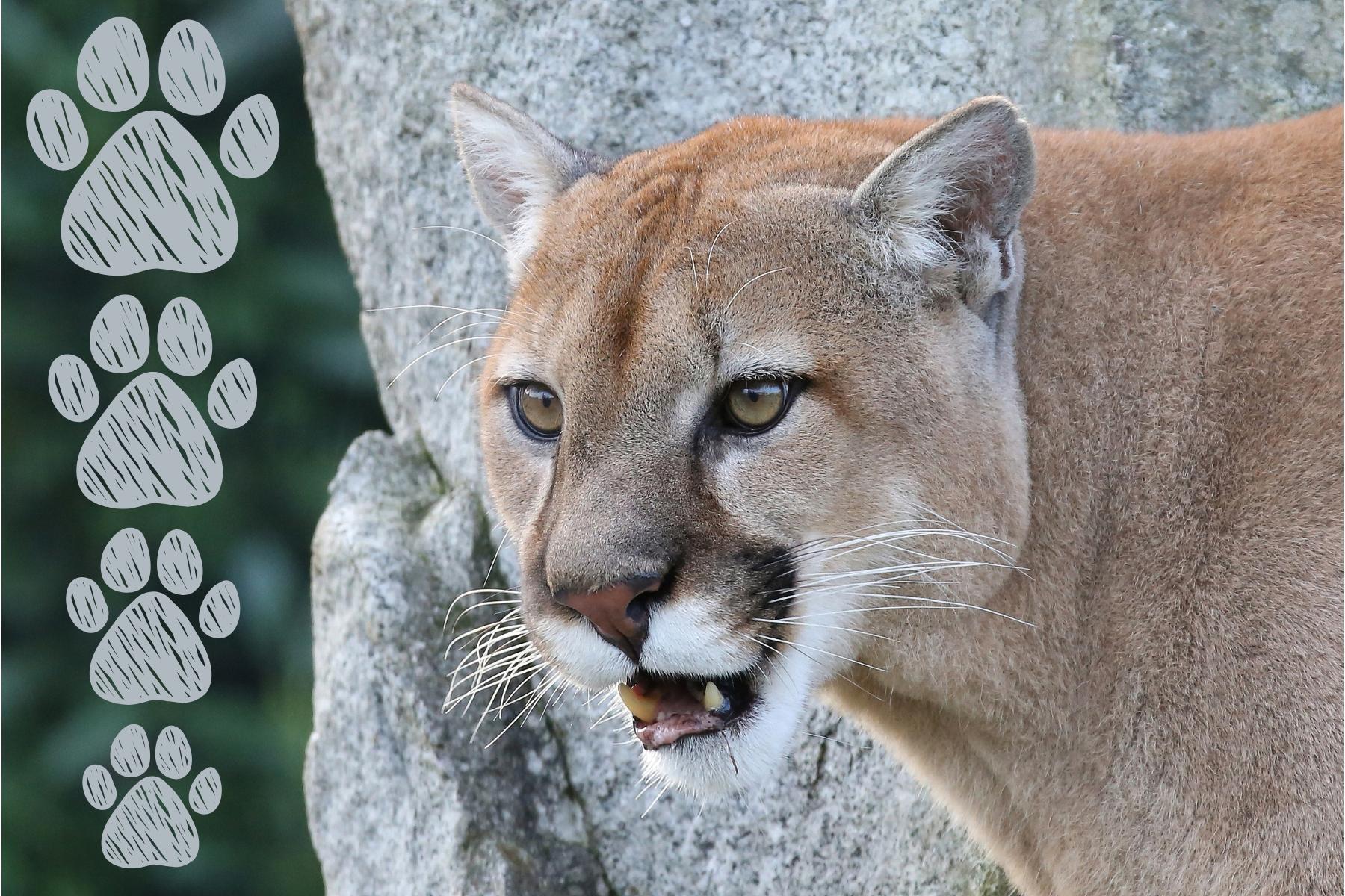 realistic cougar head with chalk drawn pawprints
