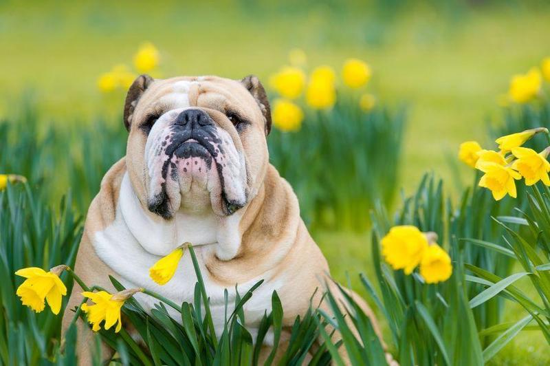 bulldog in field of daffadills