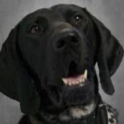 K9Blaze's Profile Photo