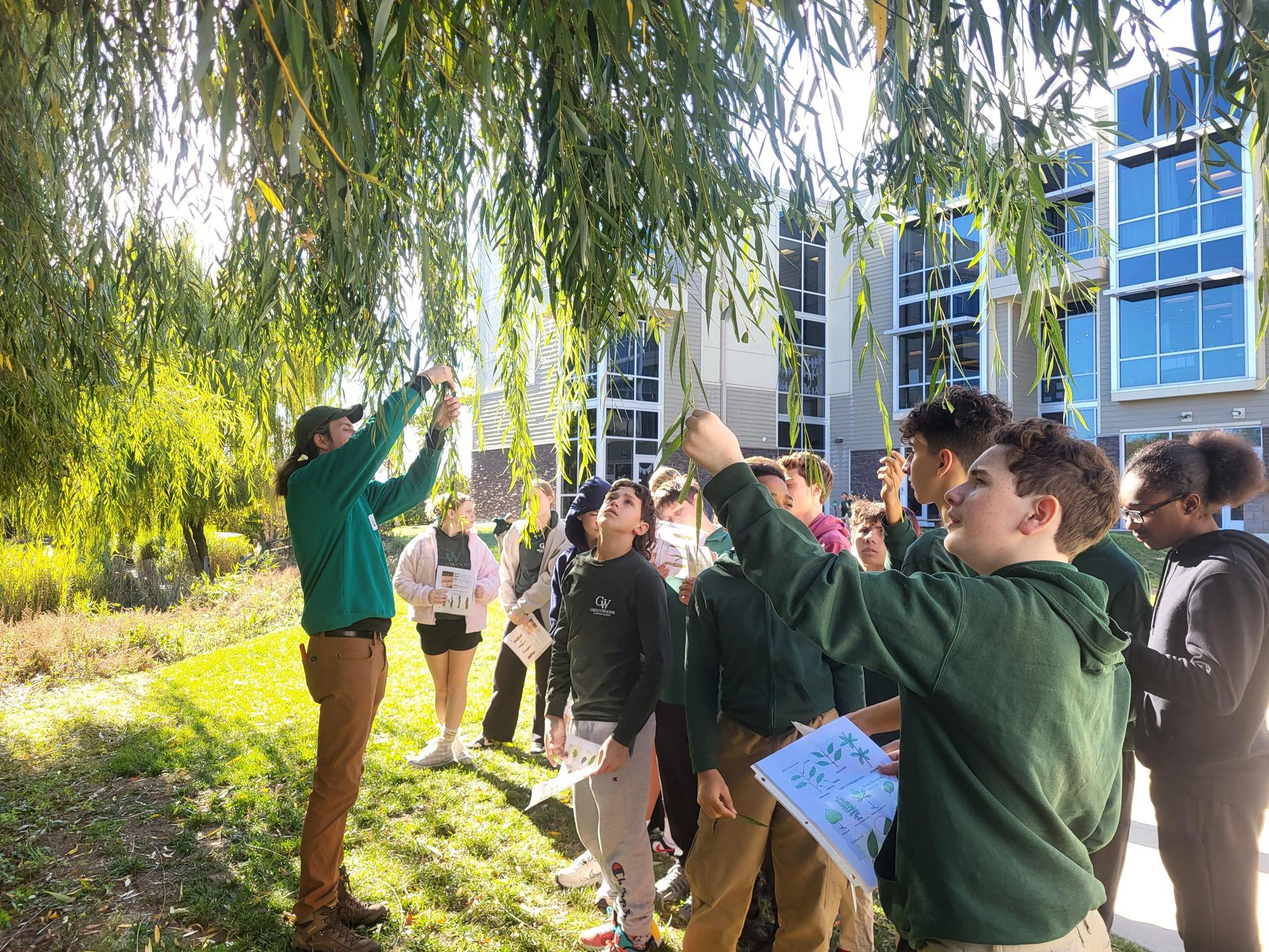 Tree qualities with local Arborist.