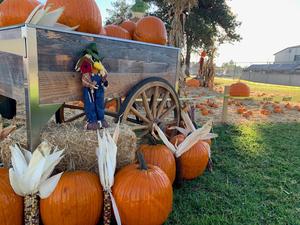 Lopez Pumpkin Patch photos for news story