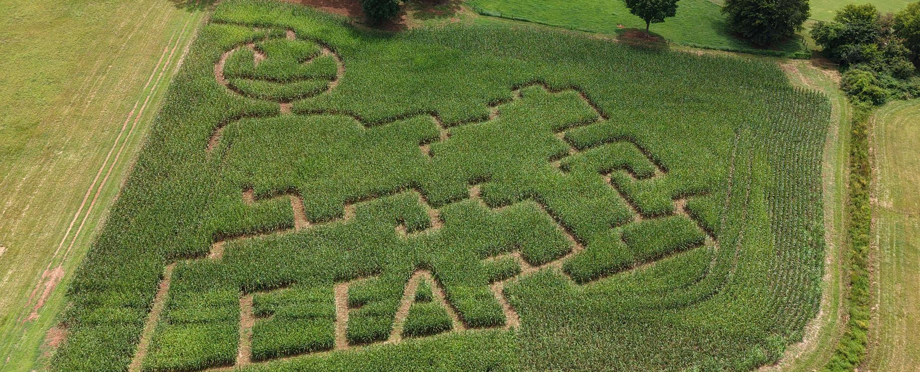 Aerial view of a corn maze featuring a character design and surrounding fields.