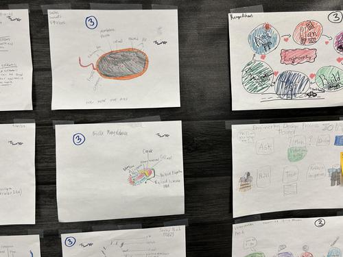 Model of Bacteria Cell