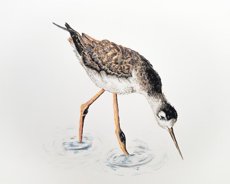 Student Allie B. wins award in the Great Salt Lake Bird Festival Art Contest Featured Photo