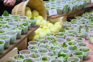 Chartwells’  “Seed to Table” Discovery Kitchen a succes