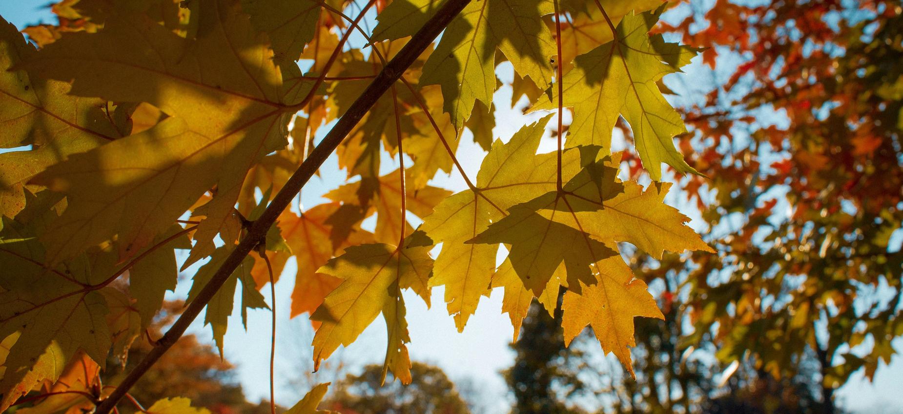 Bright autumn leaves in shades of yellow and orange against a blue sky.