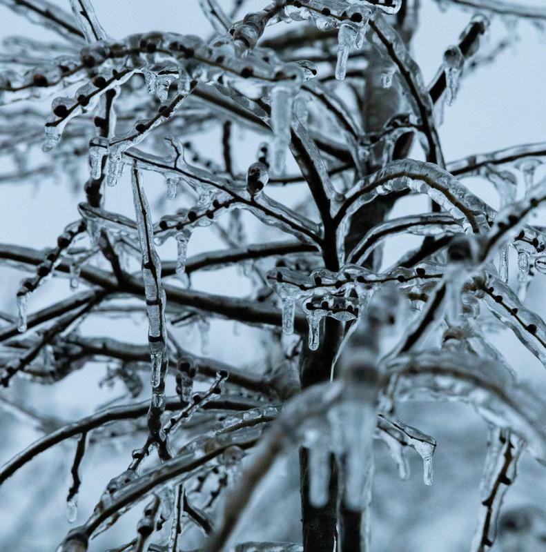 Ice on a tree limb