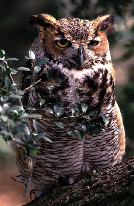Great Horned Owl