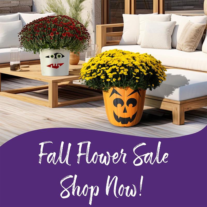 mumkin flower sale pots