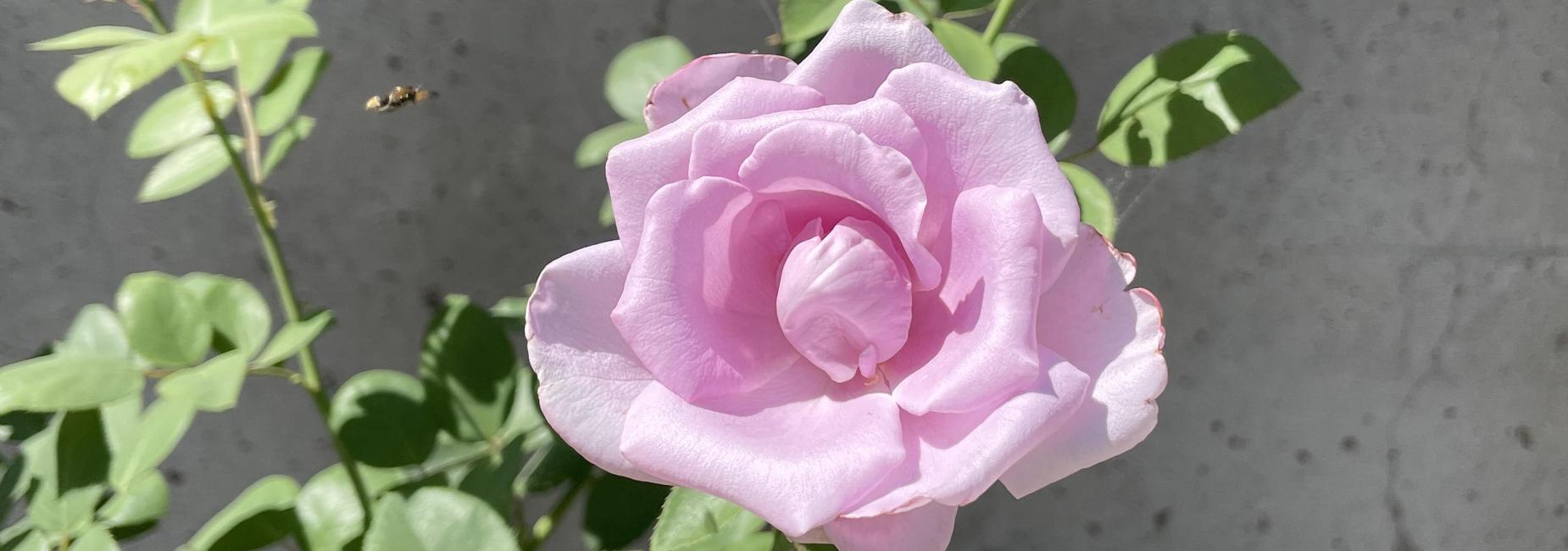 "Through the Concrete, Beauty Exists"