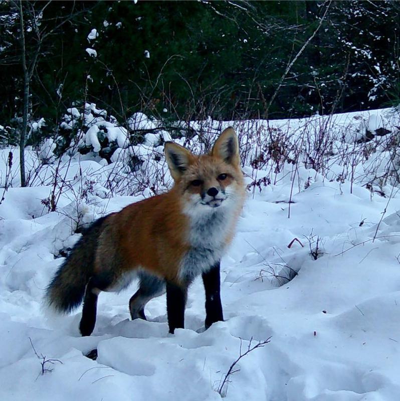 Fox