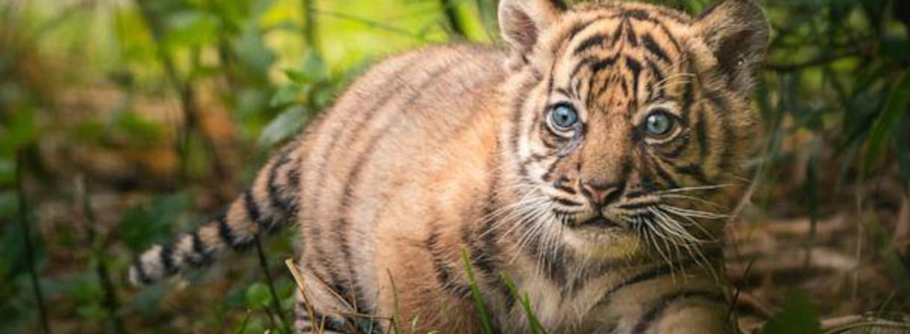 Kindergarten class transforms into Bengals Jungle 