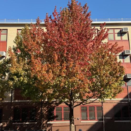 Tree in back of School