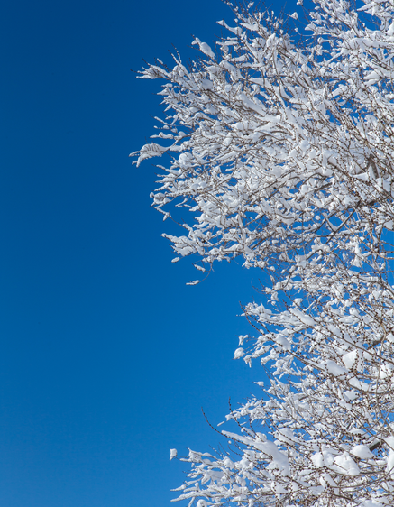Snow-covered tree branches against a clear blue sky.