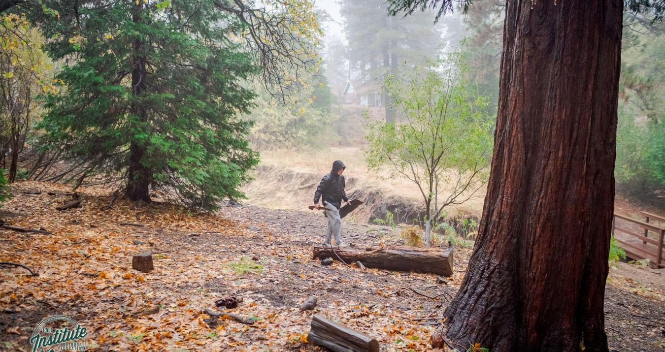 Person walking in a foggy forest with trees and fallen leaves.