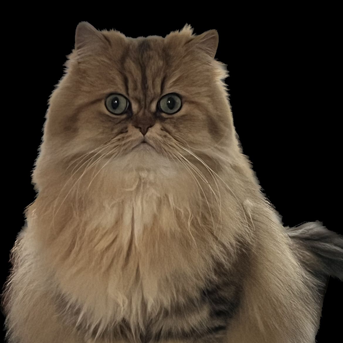 SusanPinto's Profile Photo