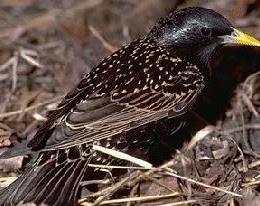 European Starling