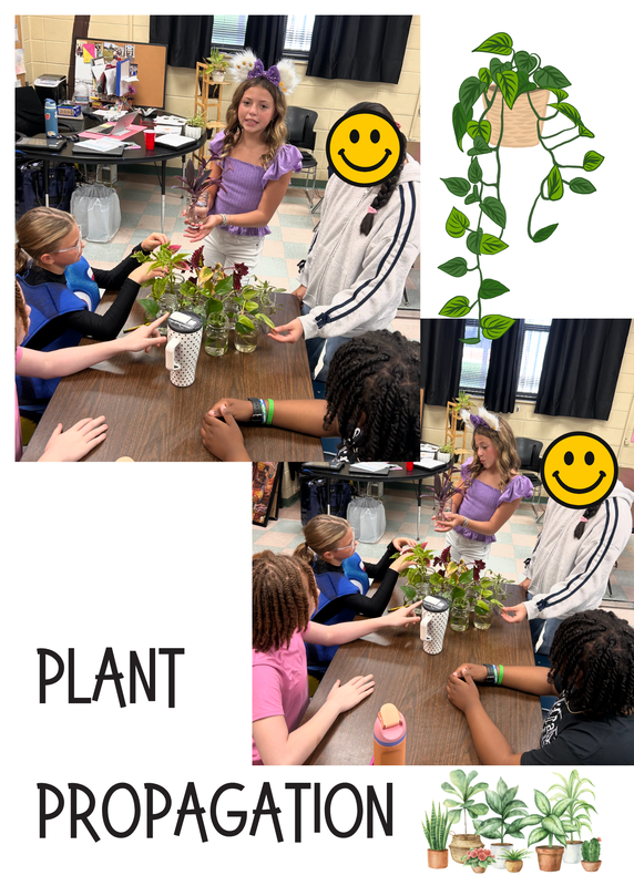 plants in health