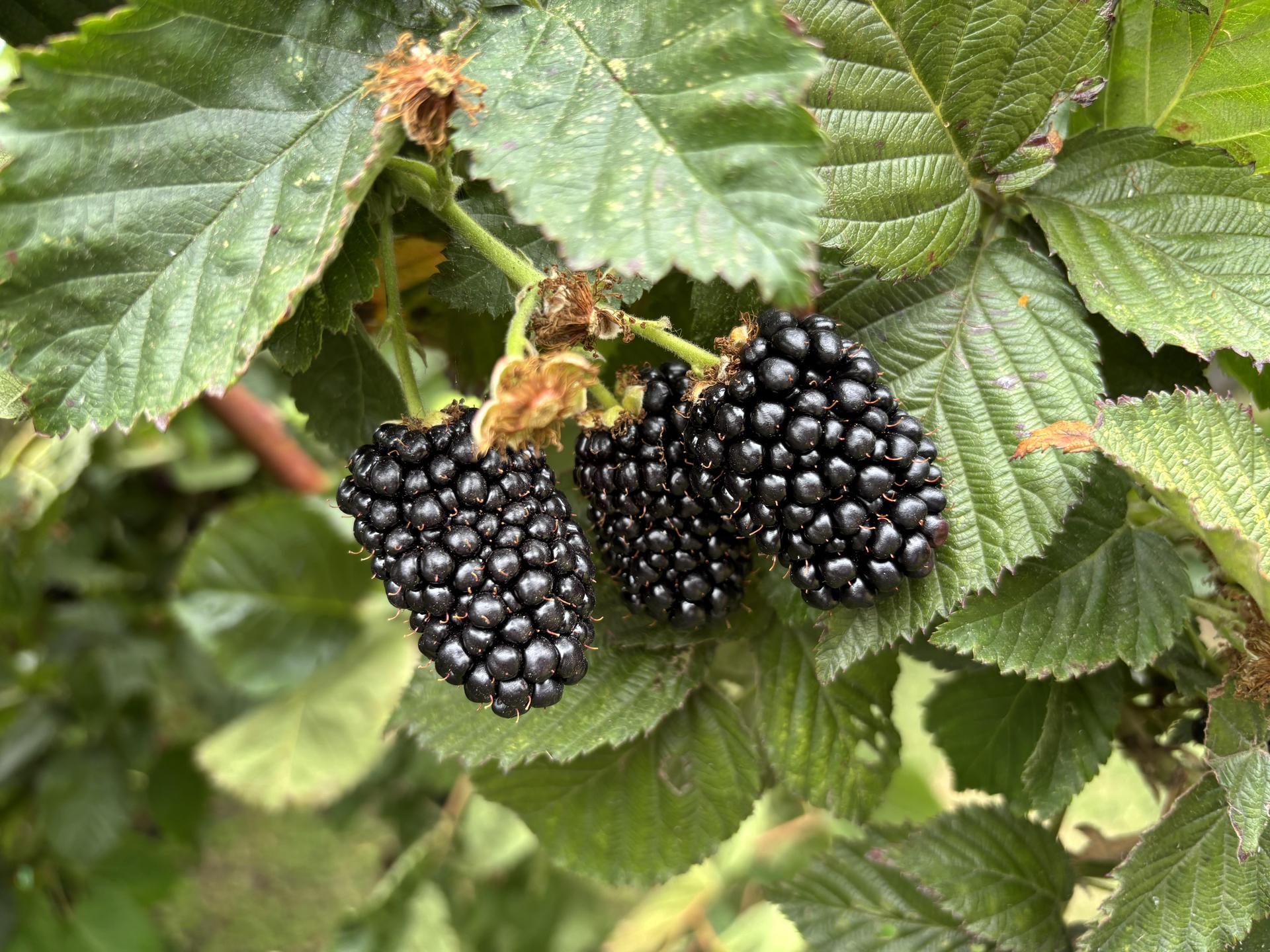 Blackberries on vine