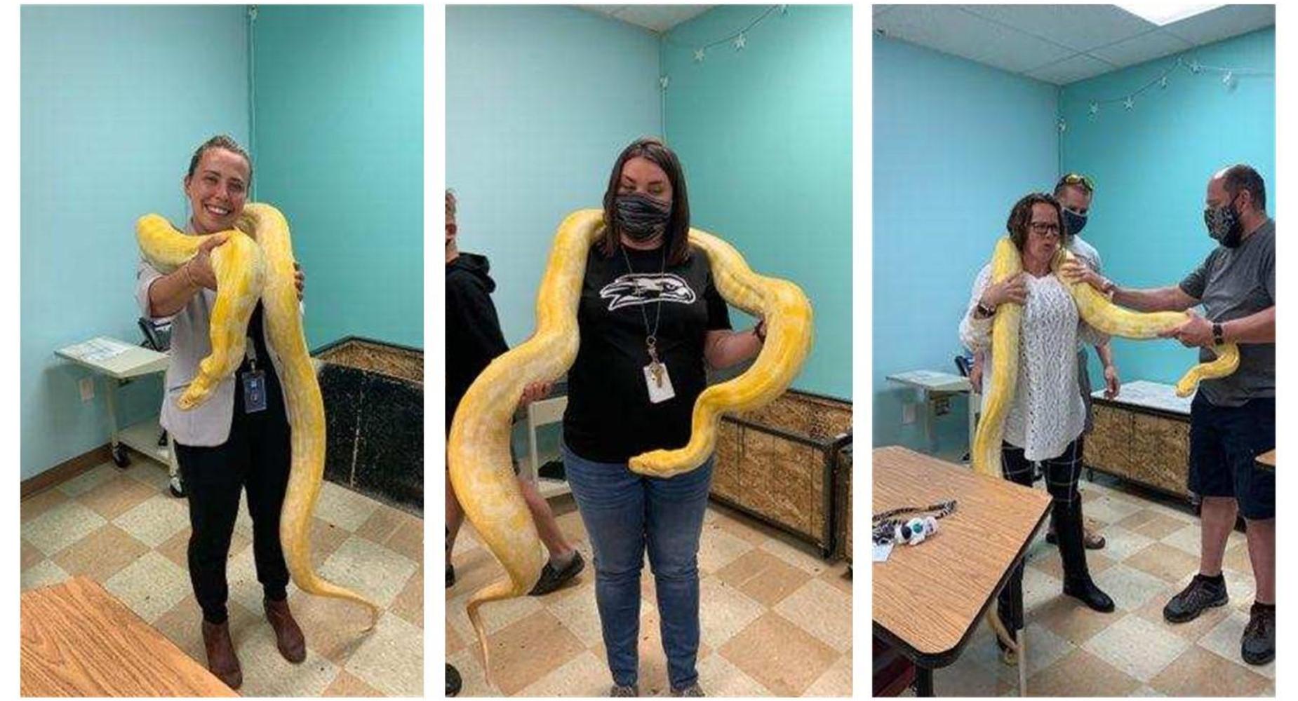 snakes