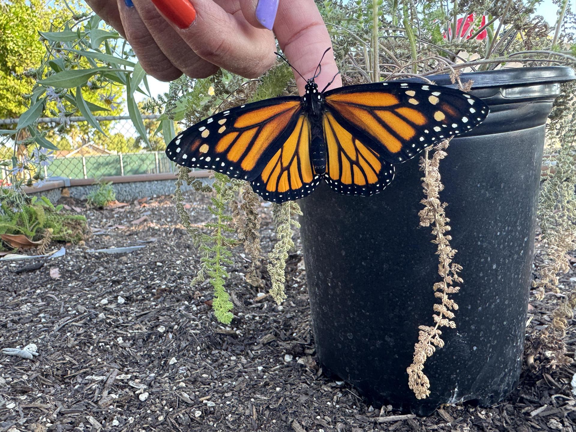 Students working on stewardship project