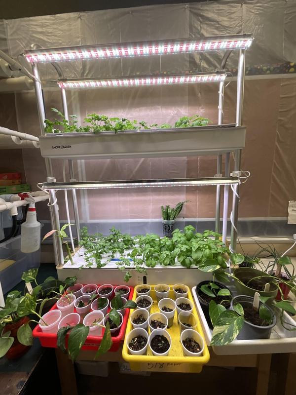 Indoor hydroponic growing setup with two tiers of LED grow lights illuminating trays of leafy green plants, including basil and cilantro, alongside small cups of seedlings and potted houseplants arranged on shelves and trays.
