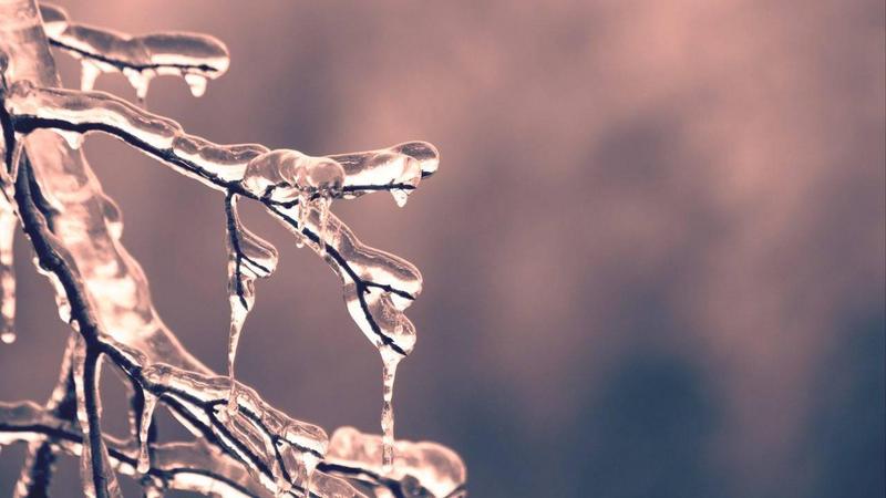 Iced branches