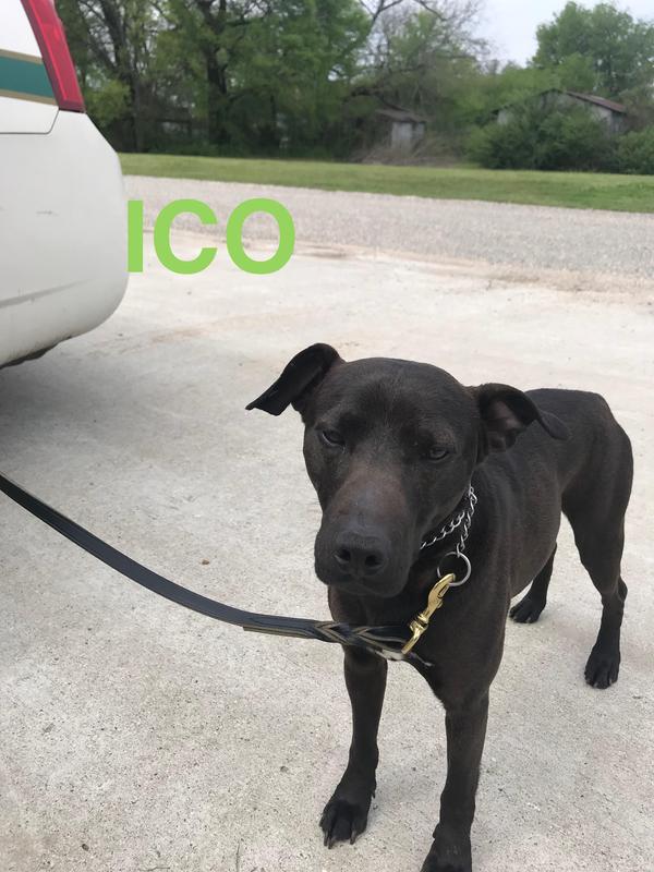 Ico the police dog