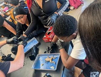 frog dissection