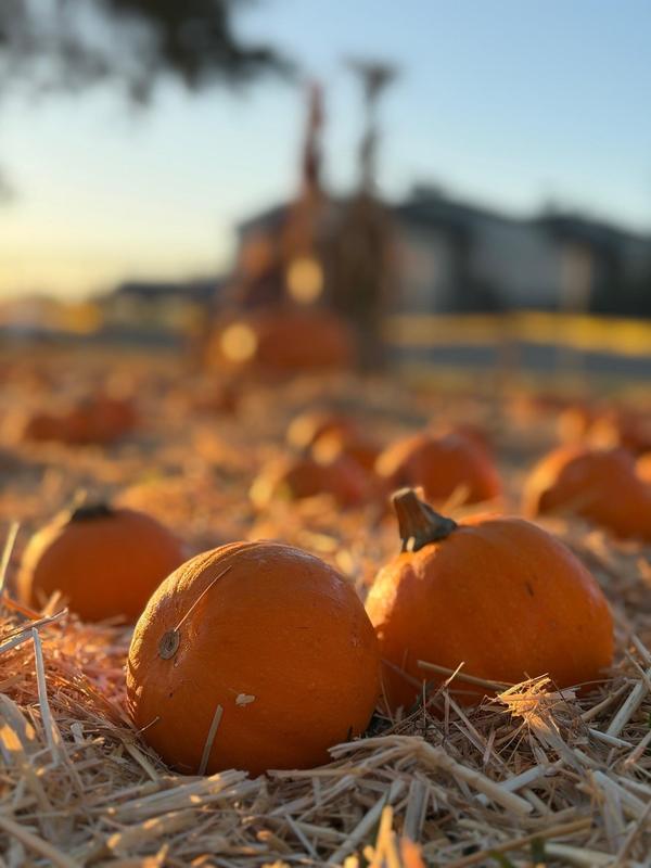 Lopez Pumpkin Patch photos for news story