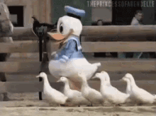 Donald Duck leading ducks