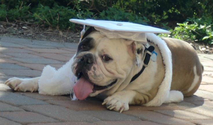 bulldog with graduation cap
