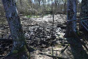 Pike County Sheriff’s Office Rescues Four Horses