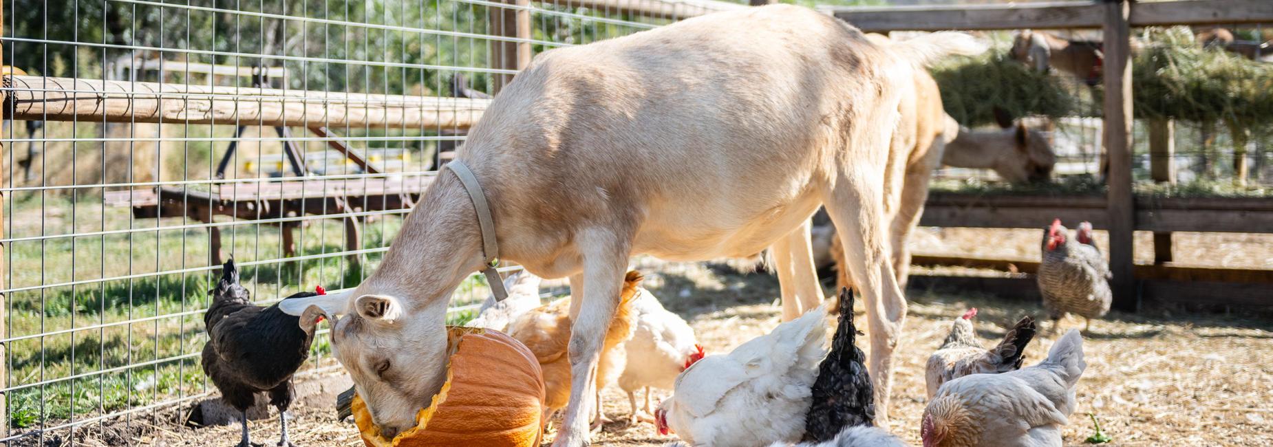 goat eating a pumpkin