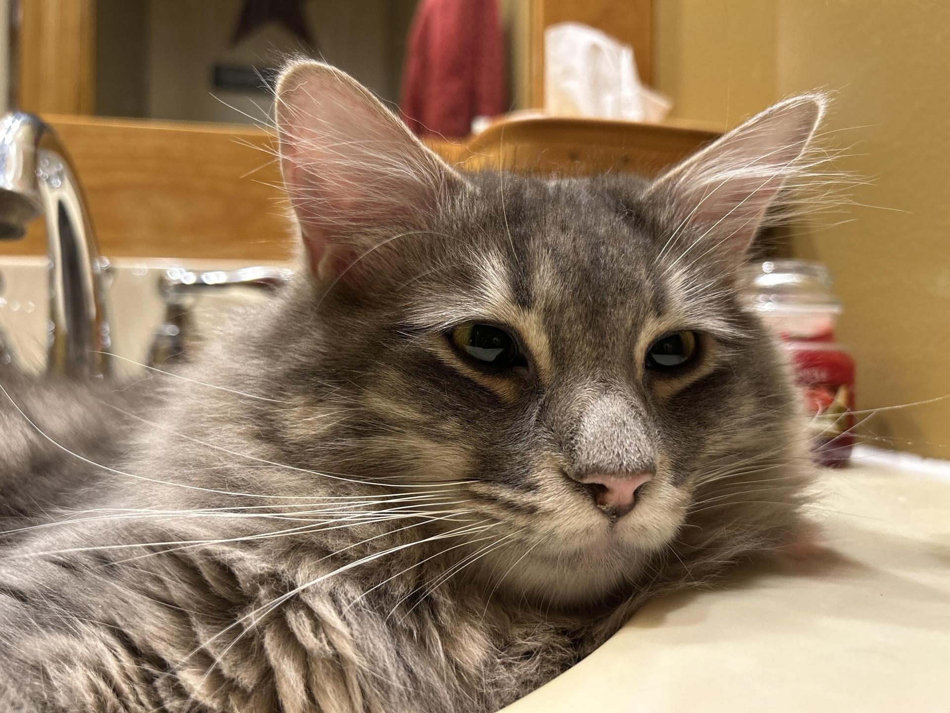 Milo