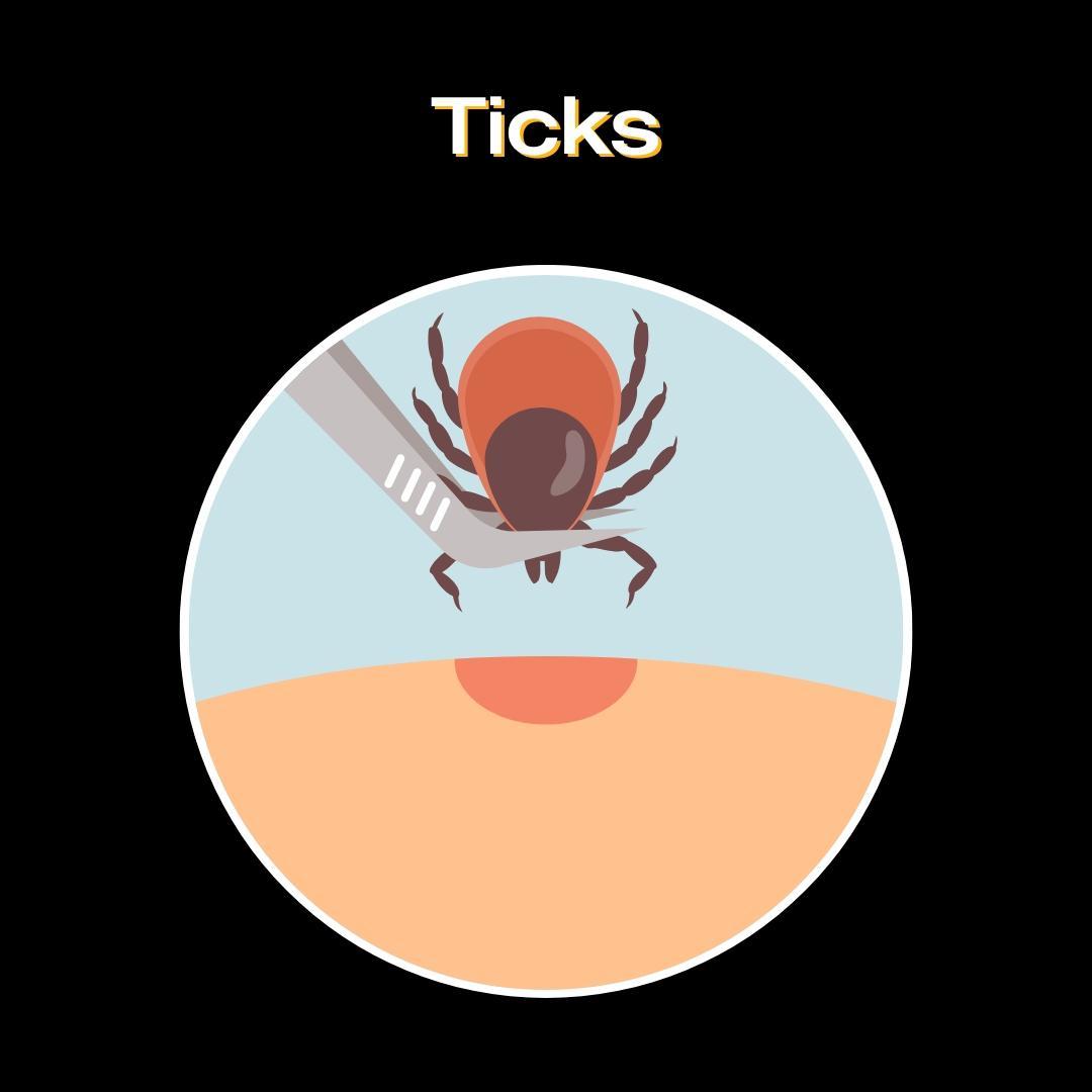 Tile includes the title "Ticks" and shows an icon of a tick being removed from skin.