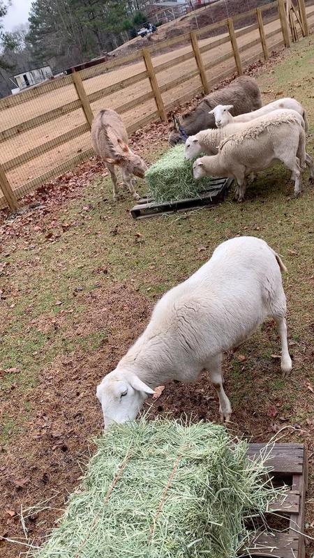 TMSA Celebrates Georgia Agriculture Week with Kendall Rae Johnson Featured Photo