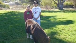 Equine Therapy: Families Join In!