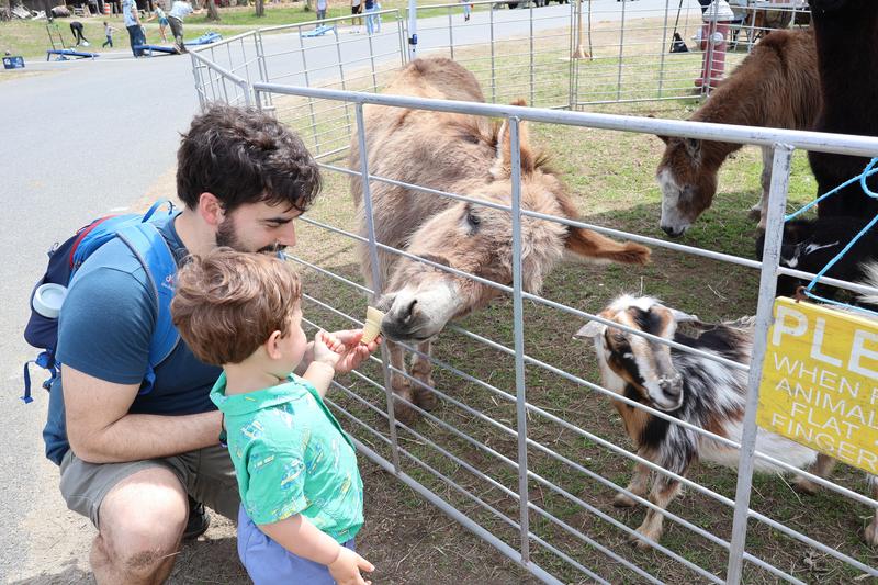 Little boy pets a goat at the Ag Fair