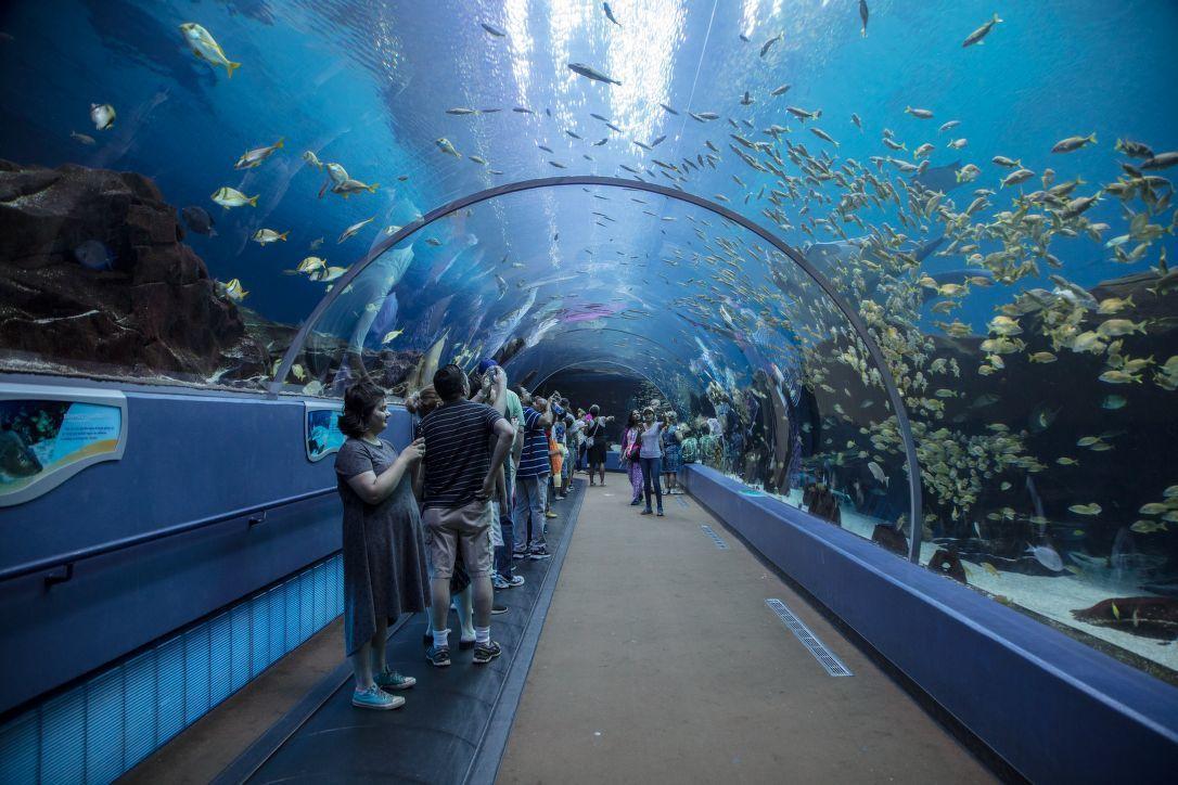 Georgia Aquarium Tunnel